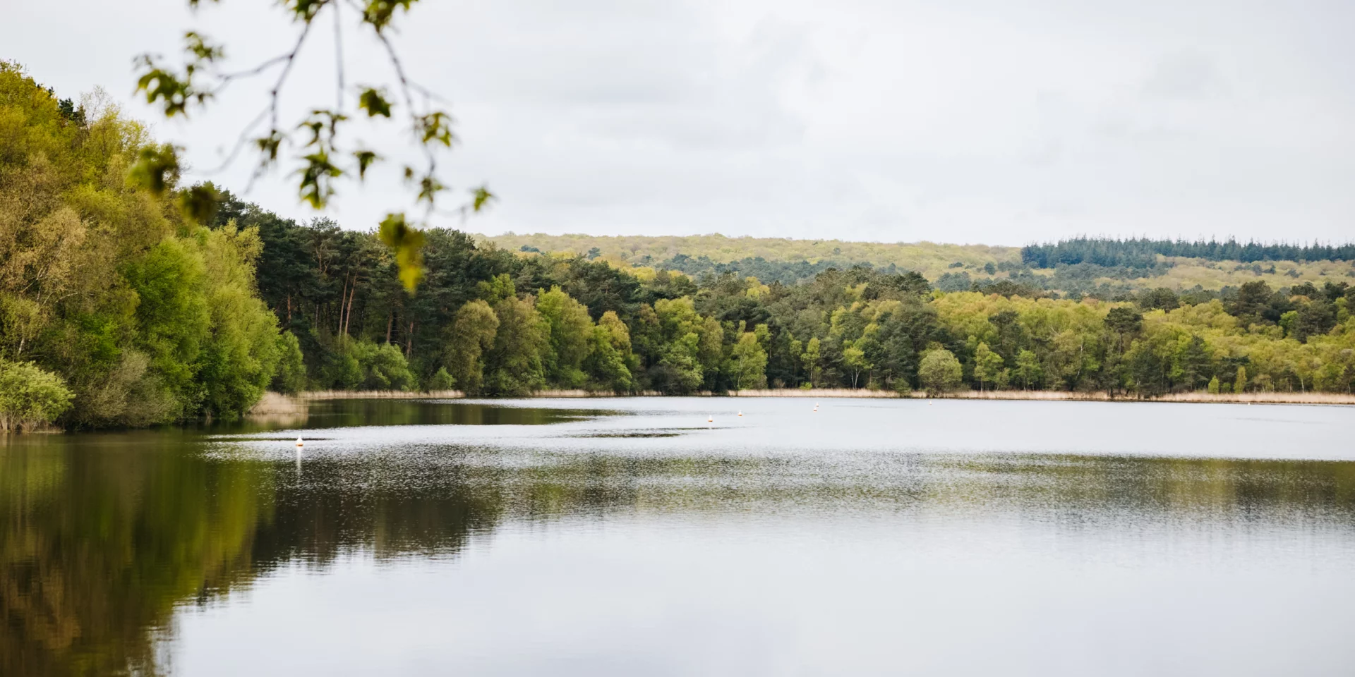 Forêt de Brocéliande